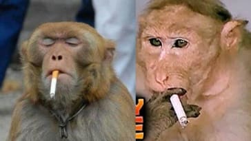 Comedy of monkey 2
