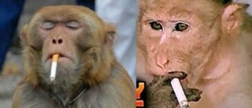 Comedy of monkey 5