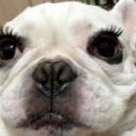 Try Not To Laugh - Funniest French Bulldog 34 Dog