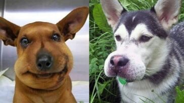 Funny Dogs