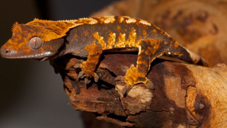 How to Take Care of Crested Gecko Pet