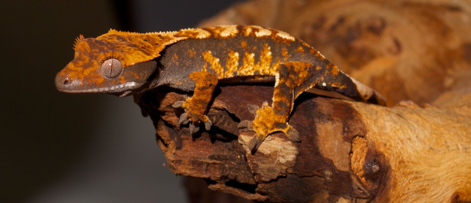 How to Take Care of Crested Gecko Pet 7 How to Take Care of Crested Gecko Pet