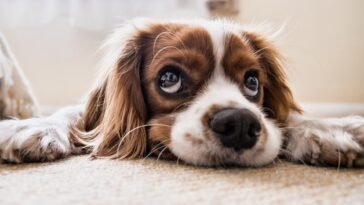Top 5 interesting dog facts