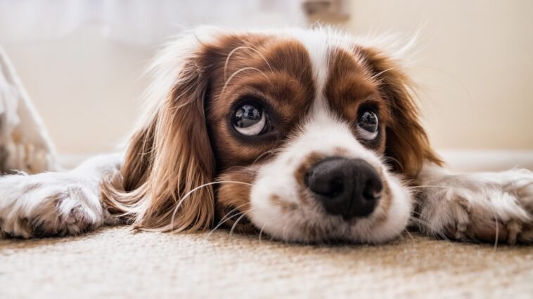 Top 5 interesting dog facts