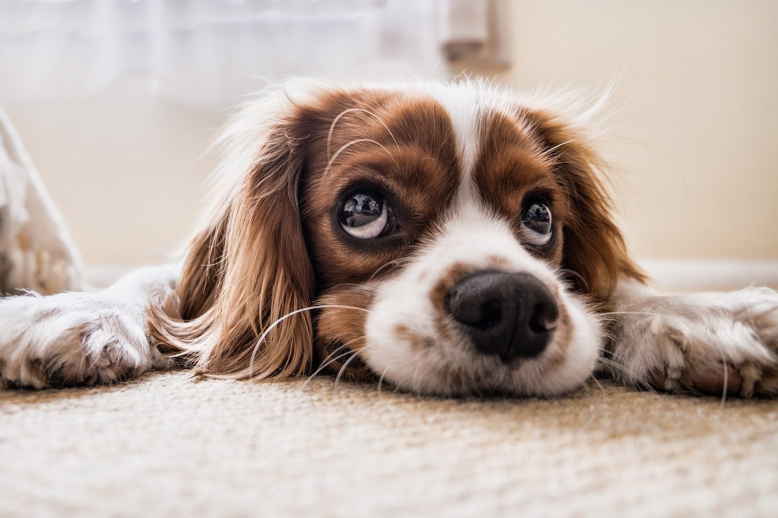 Top 5 interesting dog facts 7 Top 5 interesting dog facts