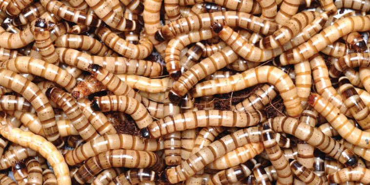 A Brief Guidance on Superworms