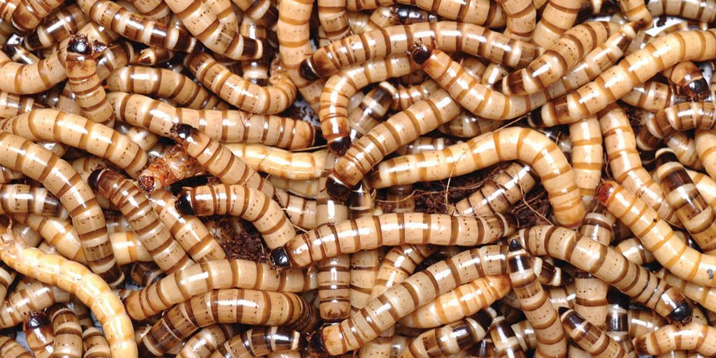 A Brief Guidance on Superworms