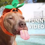 #19 Tickle your funny bone with these funny videos from 7Fun 25 funny videos