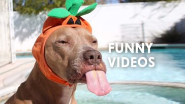 funny videos