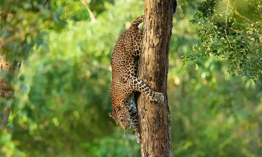 Things to Know About Kodachadri Trek 11 Wildlife and Nature