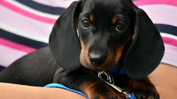 5 Dog Care Tips You Probably Were not Aware